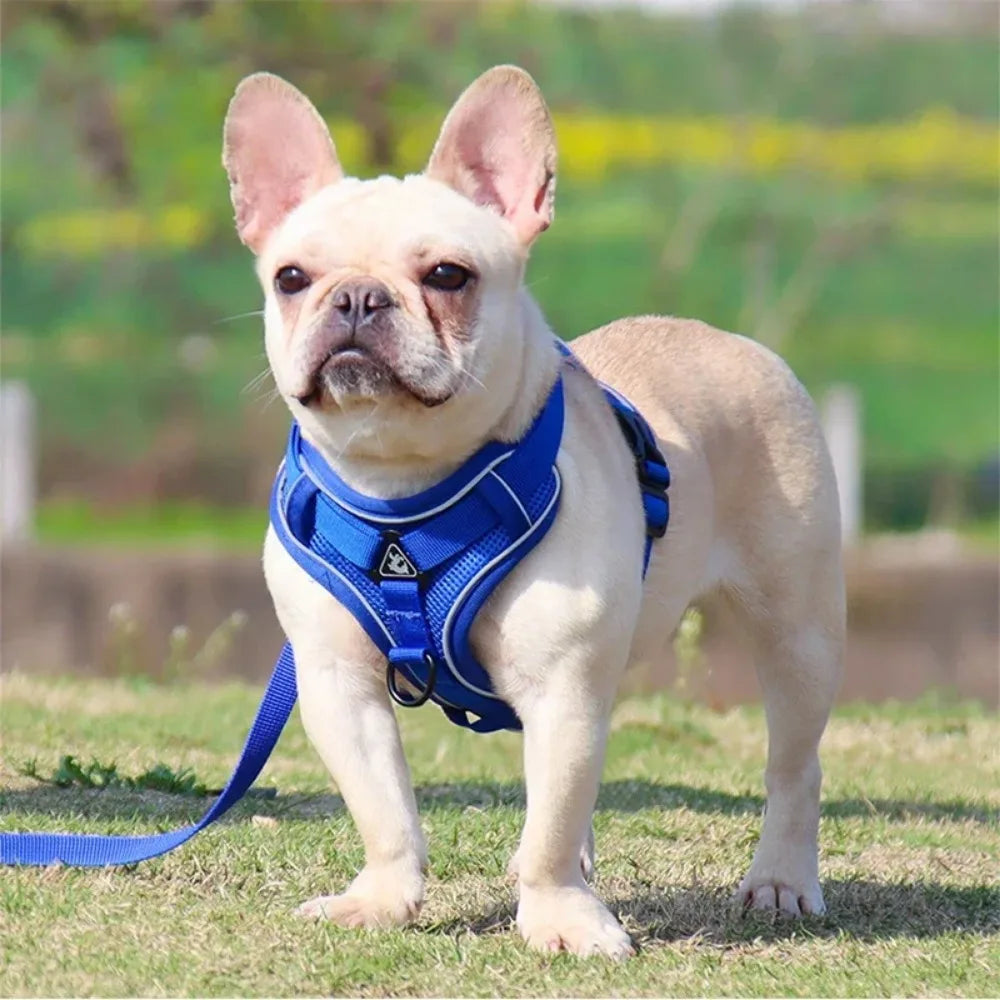 🐾 Reflective No-Pull Dog Harness & Leash Set for Small Dogs & Cats